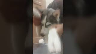 coco the husky playing a drum