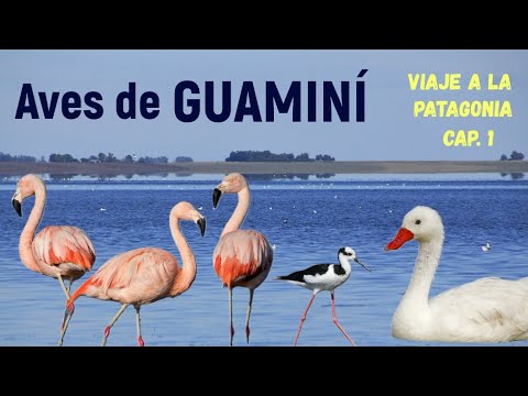 GUAMINÍ 🇦🇷 - VP Cap.1