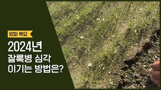 올해 양파 육묘 대박!!! 잘록병을 이겨낸 양파!!! 이제 병 걱정 없이 농사 시작하세…