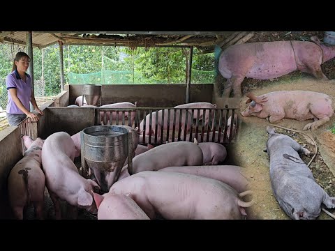 , title : 'Full video: African cholera destroys an entire herd of pigs on a farm. ( Ep 221 )'