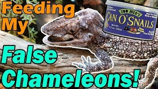 Feeding my False Chameleons! by Snake Discovery