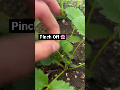 I grew much bigger Strawberries