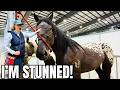 NO WAY Another Percheron Appaloosa Cross 1000 Auction Horses