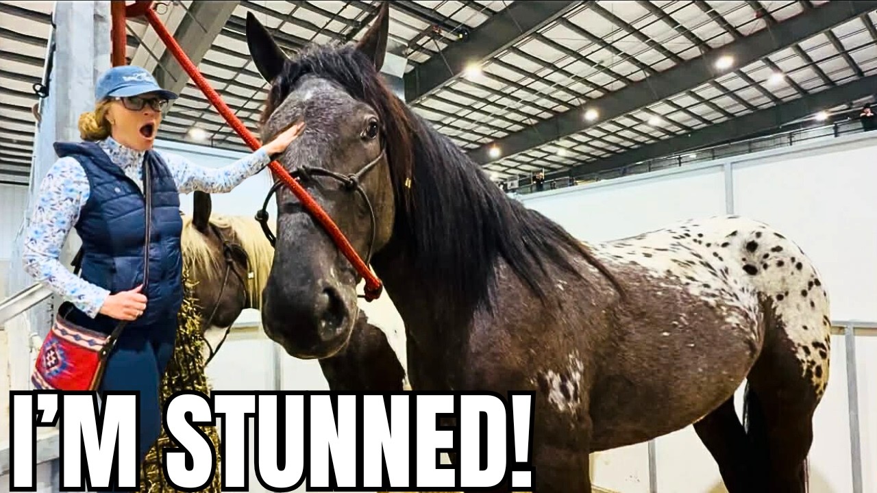 NO WAY! Another Percheron Appaloosa Cross?! 1000+ Auction Horses