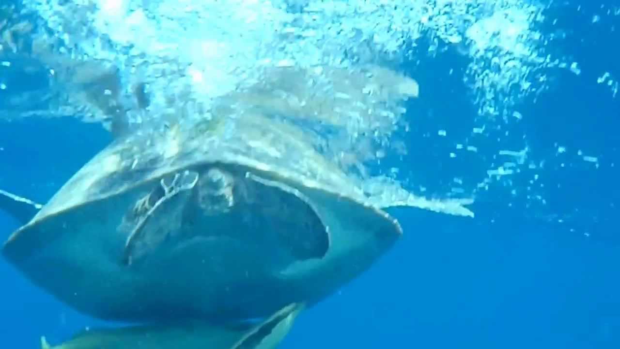 Groene Zee schildpad-Marsa_Alam_Rode Zee