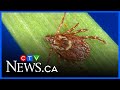 What you need to know about Rocky Mountain Spotted fever in Quebec