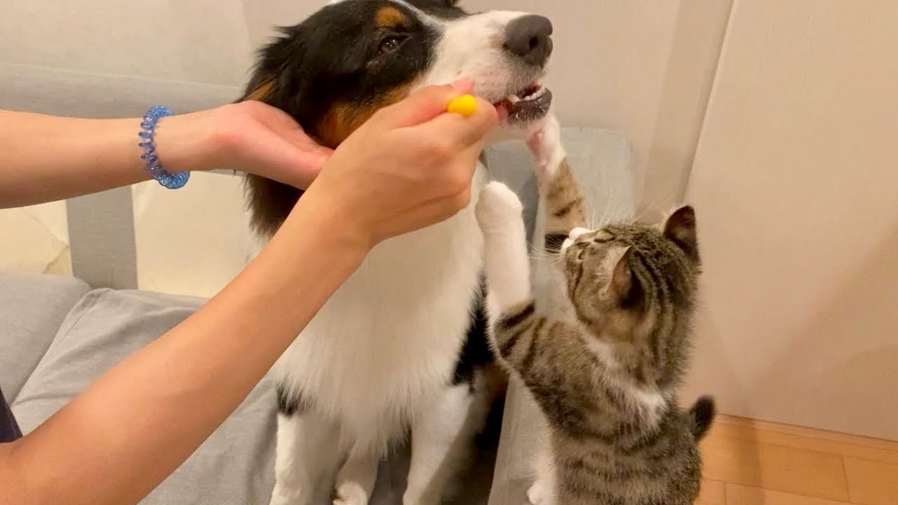 ワンコの歯みがきにずーっと付き添う子猫