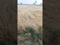 Barish Se Fasal Khrab Hogyi