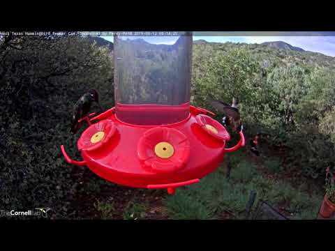 What's In A Name: Anna's and Rivoli's Hummingbirds – Sept. 12, 2019