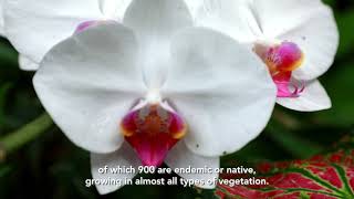 Orchids Adaptation Fund Panamá