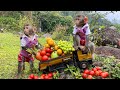 Smart Bim Bim escapes bandits and picks fruit in the garden | The moments Bim Bim takes care of Ame
