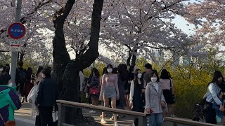 [4K 60fps] Cherry Blossom Road, Yunjung-ro, Yeouido, Seoul (윤중로 벚꽃길) - 2022.04.10