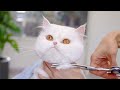 Scary White Persian Cat Be Careful When You Click You Might Be Surprised ️ ️