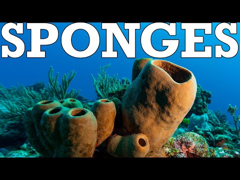 Sponges: Keeping Life Simple