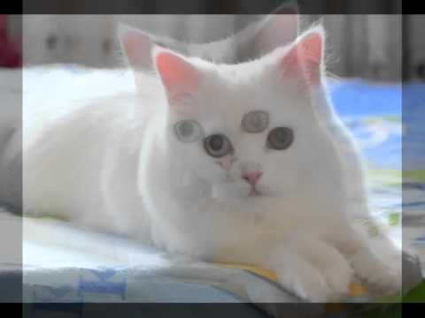 Mika my smart cat ..