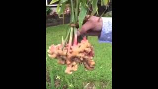 شجرة الزنجبيل   Ginger Tree