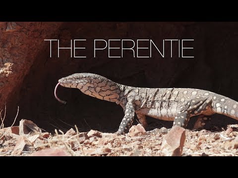 The Perentie - Australia’s largest lizard.
