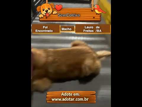 Vídeo de SemColeira