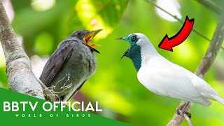 Download lagu 20 Nyanyian Burung Terindah di Brasil | BBTV  mp3