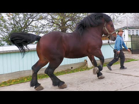 Armăsar de vânzare Petrică Boicu de la Iaslovăț - Bucovina 2023