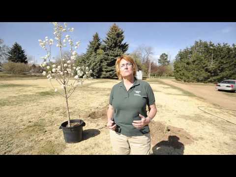 download lagu mp3 mp4 Types Of Apple Trees In Colorado, download lagu Types Of Apple Trees In Colorado gratis, unduh video klip Types Of Apple Trees In Colorado