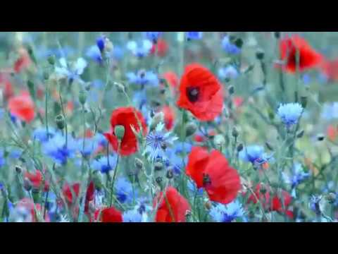 Field of wild flowers