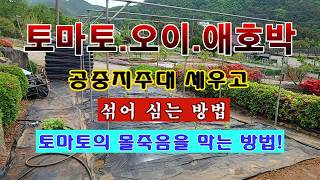[텃밭농부 2,235]  토마토. 오이. 애호박을 섞어 심는 목적과 방법! #토마토재배 #오이재배 #애호박재…