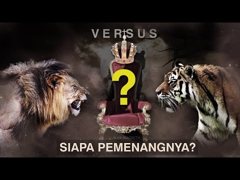 SINGA VS HARIMAU, Siapa Raja Hutan yang Sebenarnya? | Alam Bercerita