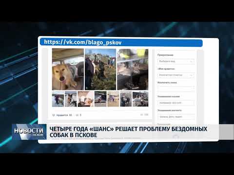 27.03.2018 # Четыре года "Шанс" решает проблему бездомных собак в Пскове