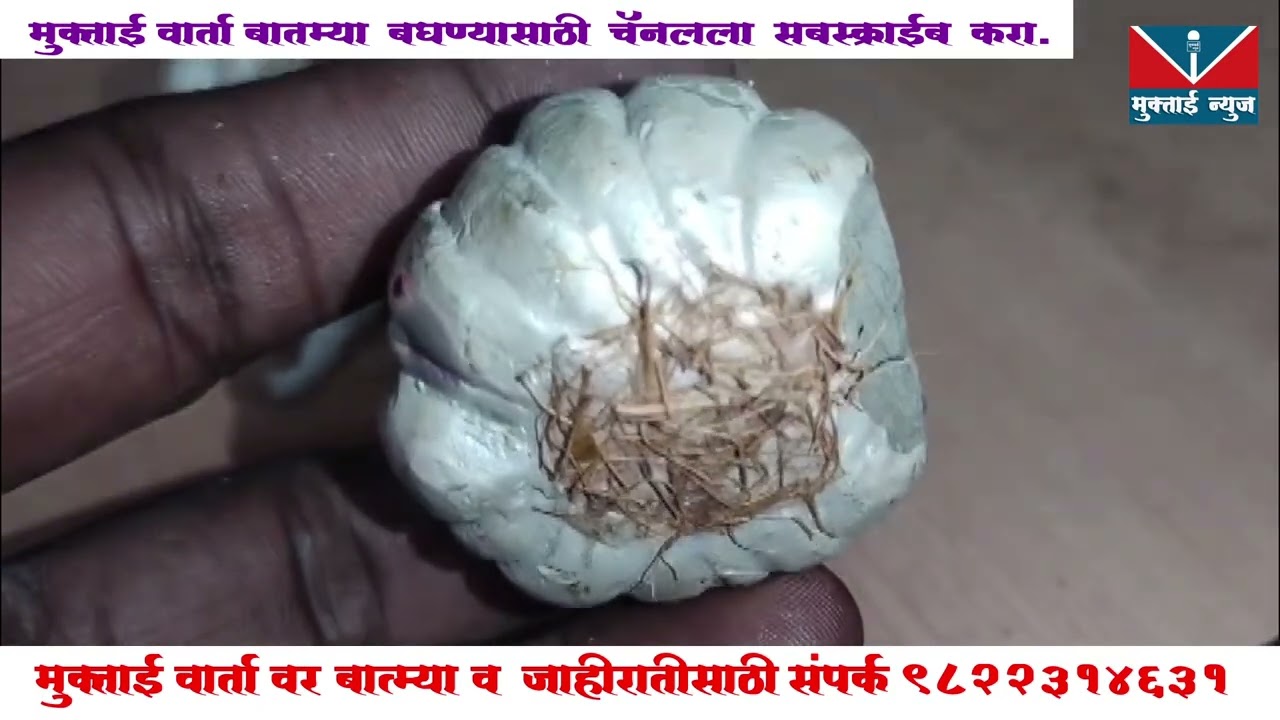 *अकोला शहरात आर्टिफिशियल लसूण दाखल, ग्राहकांची होतेय फसवणूक