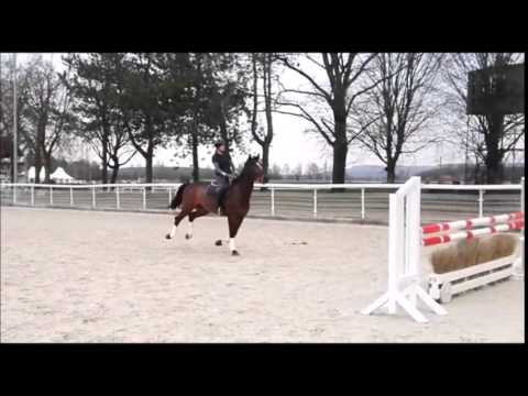 Castella   Rheinländische 8 jährige Stute   Vater:Castellini MV: Coriando