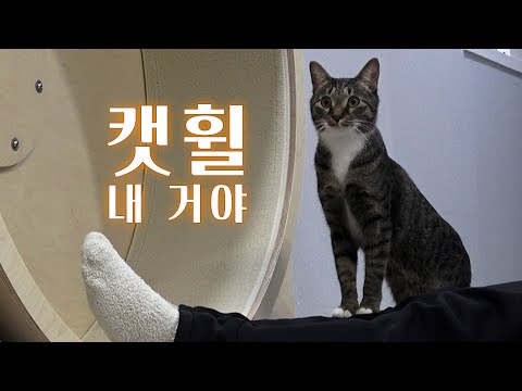 제2차 캣휠 쟁탈전 발발...