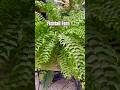 Giant Fishtail Fern: A Green Oasis at Home #houseplants  #ferns #garden