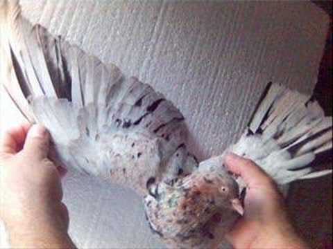 Oriental Roller pigeon