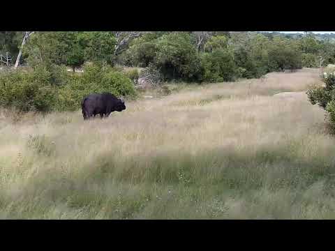 Djuma: Lone Buffalo - 14:30 - 04/27/20