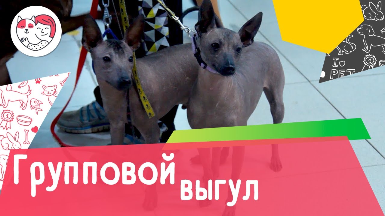 6 популярных вопросов о групповом выгуле