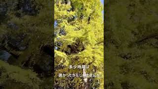 【宮崎】去川の大イチョウから不思議なパワーをもらう動画#shorts