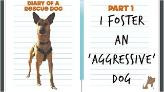 The journey to transform an aggressive dog - Diary of a Rescue Dog Pt 1
