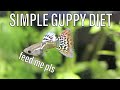 Simple Guppy Diet How My Guppies Grow So Fast
