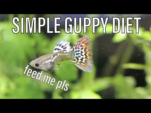 Simple Guppy Diet | How my Guppies Grow so Fast!