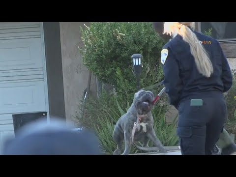 16-year-old mauled by dogs in Thousand Oaks home