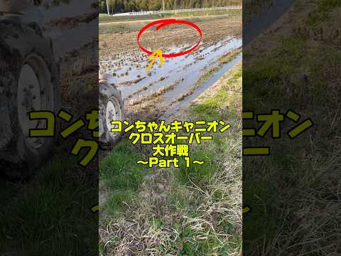 コンちゃんキャニオンクロスオーバー大作戦〜Part1〜#shorts #農業 #佐渡 #農家 #米作り #仕事 #作業 #4月 #田んぼ #トラクター #お米 #コメ #米 #コシヒカリ #田舎