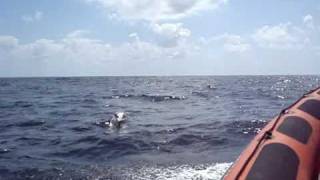 preview picture of video 'Dolphin watching - Golfinhos - Sagres, Algarve, Portugal'