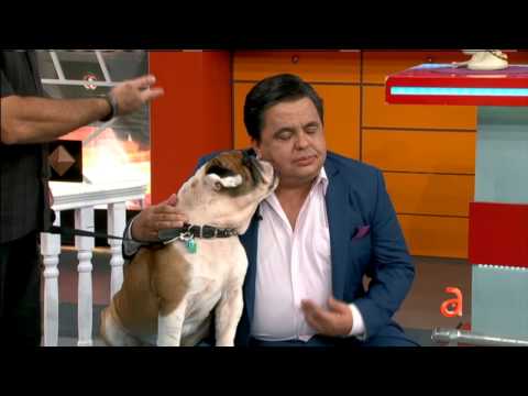 El Happy Hour: Consejos para las mascotas – América TeVé