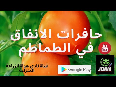 , title : 'لازم نفهم اية هي حشرة حافرات الانفاق في الطماطم علشان نعرف نكافحها الفيديو دة مهم جداجدا'