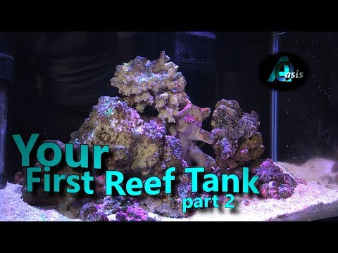 How To Start Salt Water Reef Tank. Your First Reef Build. Part  2