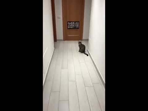 Goalkeeper Cat In Action 0 Goalkeeper Cat In Action