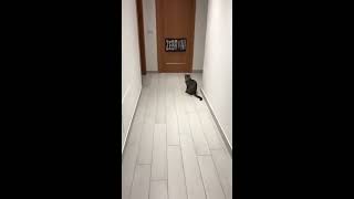 animale pisica portar