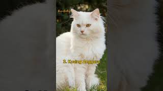 Download lagu 11 jenis kucing populer untuk di pelihara #shorts #duniabinatang #kucing #popular mp3 Download lagu 11 jenis kucing populer untuk di pelihara #shorts #duniabinatang #kucing #popular mp3
