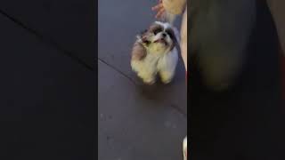 Catch Me If You Can!! #gameplay #chocolate #dogs #pets #cute #love #catch #shihtzu #evening